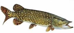 Le brochet